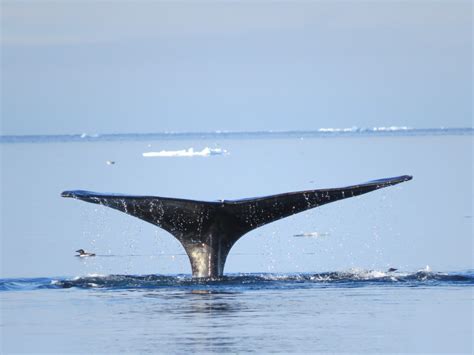 Virtual Whale Watch #4: The spring migration north - WWF Arctic