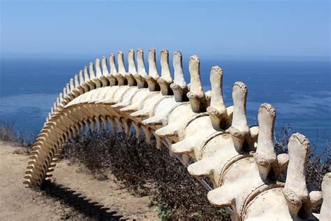 Pt Loma Lighthouse Whale Bone by Gayland Isley | Whale, Animal bones ...