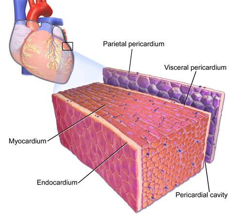 Pericarditis, miocarditis y perimiocarditis: ECG, criterios y tratamiento - ECG y ECO | CDhistory