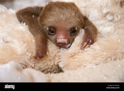 Hoffmann's Two-toed Sloth (Choloepus hoffmanni) orphaned baby with cuddly toy, part of ...