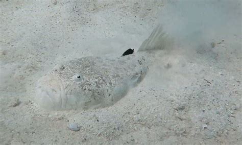 Stargazer fish camouflages itself under the sand to ambush its prey ...