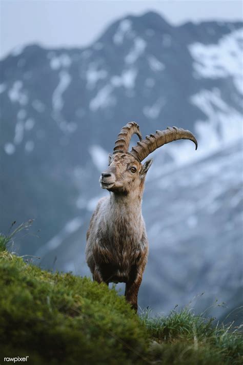 Alpine ibex in Chamonix Alps in France | free image by rawpixel.com | Alpine ibex, Ibex, Alps