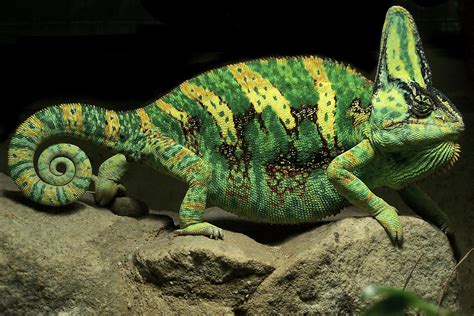 Reptilia - Reptiles - Animalia