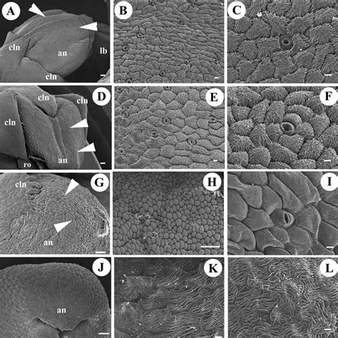 Actinocytic stomata in the central part of the anthers of Caularthron ...