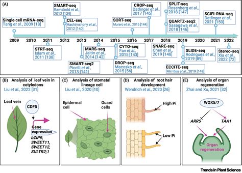 Introducing single cell stereo-sequencing technology to transform the plant transcriptome ...