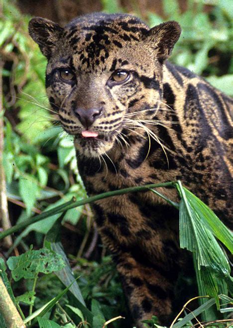 New species of leopard with largest fangs in cat world discovered ...