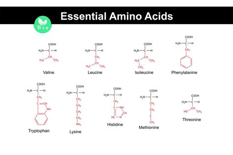 Essential Amino Acids: Functions, Requirements, Food Sources
