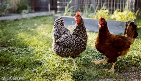 How To Re-Home Chickens With Care - Hobby Farms