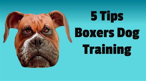 Boxer Dog Training 101: 5 Basic Tips To Train Your Boxer - YouTube