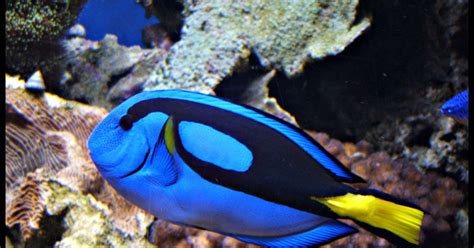 Blue Tang Fish Wallpapers | Animals Library