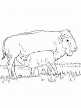 Mother And Baby Bison coloring Page sketch template
