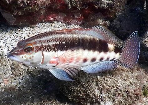 Snorkeling at Playa Hermosa, Guanacaste | Snorkeling in Costa Rica