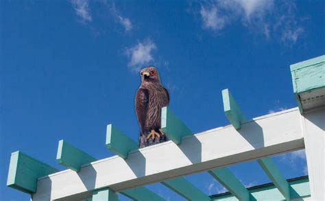 How Visual Bird Deterrents Keep Pest Birds Away - Bird B Gone, Inc.