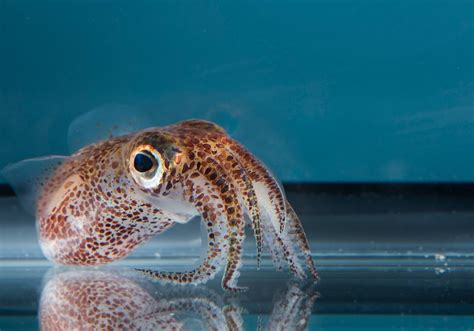 Octopus genome article - Giza Community