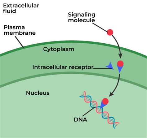 Functions and Types of Cell Receptors - GeeksforGeeks