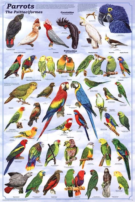 'Parrots Educational Bird Chart Art Poster' Posters | AllPosters.com | Parrot facts, Pet birds ...