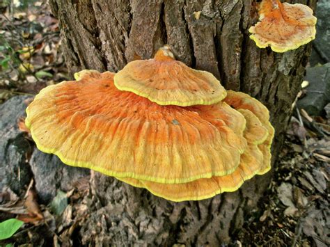 Shelf Fungus - Basidiomycota Photograph by Carol Senske - Fine Art America