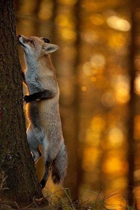 Red Fox climbing a tree : r/foxes