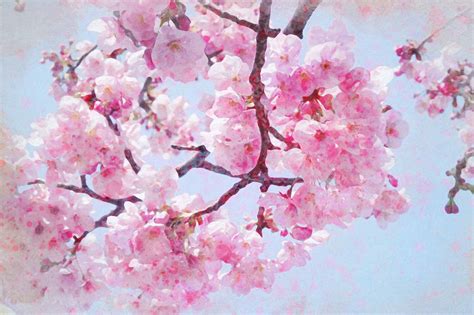 25+ Cherry Blossom Watercolor Inspirations to Dream About ...