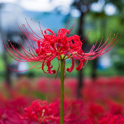 Red Spider Lily Bulbs For Sale | Lycoris Red - Radiata – Easy To Grow Bulbs