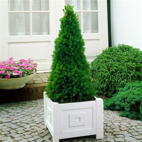 Dwarf Alberta Spruce Plants for Sale | BrighterBlooms.com