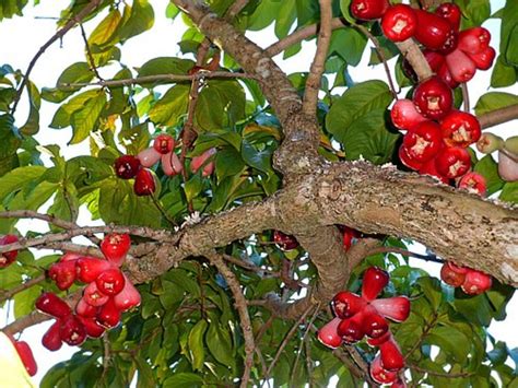 Tropical Taste of Hawaii: The Mouthwatering Mountain Apple | Dengarden