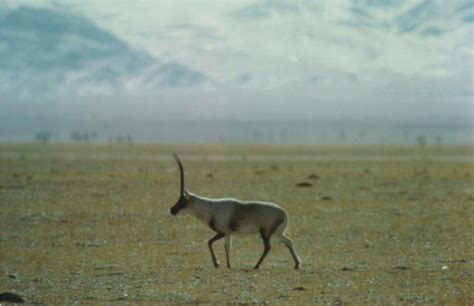 Tibetan antelope male in Hoh Xil National Nature Reserve (© Bill ...