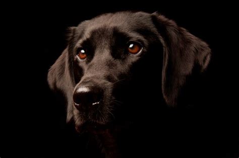 Premium Photo | Studio portrait of a dog, isolated on a black background