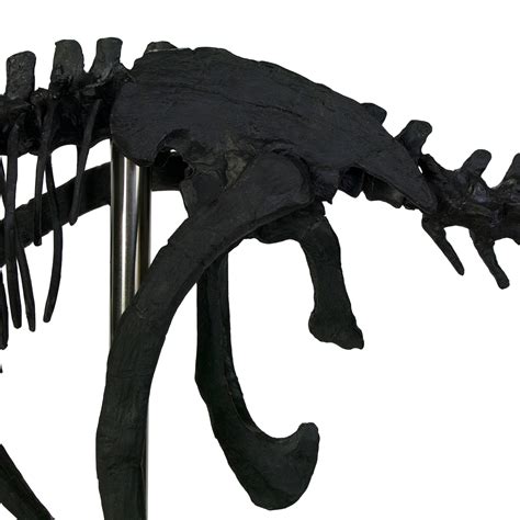 Bambiraptor Skeleton Replica Fossil – Triassica