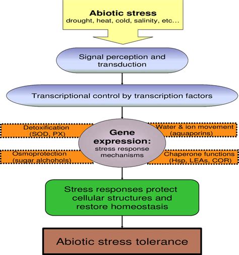 1 Plant response to abiotic stress. Transcription factors control... | Download Scientific Diagram