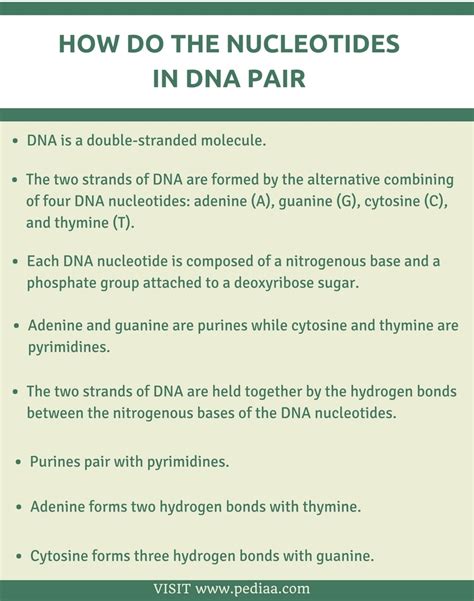 How Do the Nucleotides in DNA Pair - Pediaa.Com