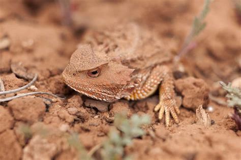 Can you spot these camouflaged creatures? - Probashir Diganta