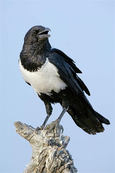 Pied Crow Photograph by Tony Camacho/science Photo Library - Fine Art America