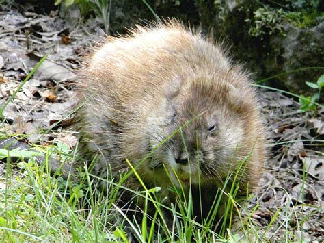 Muskrats