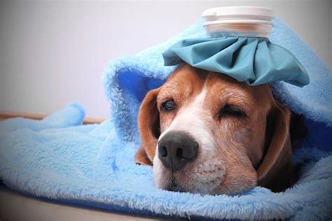 10 Natural Remedies for Kennel Cough Treatment - Tail and Fur