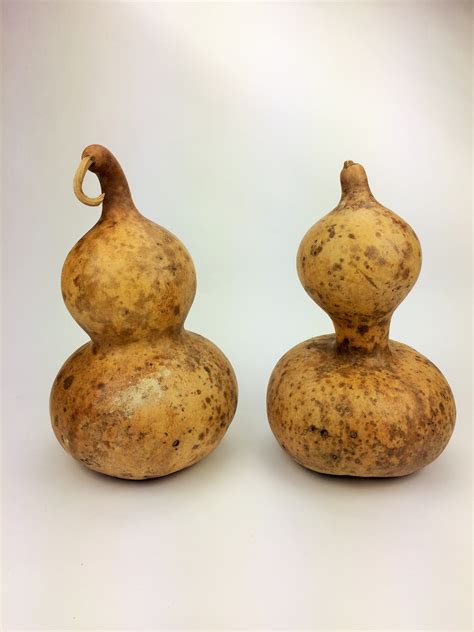 Mexican Water Bottle Gourd 7" - Amish Gourds