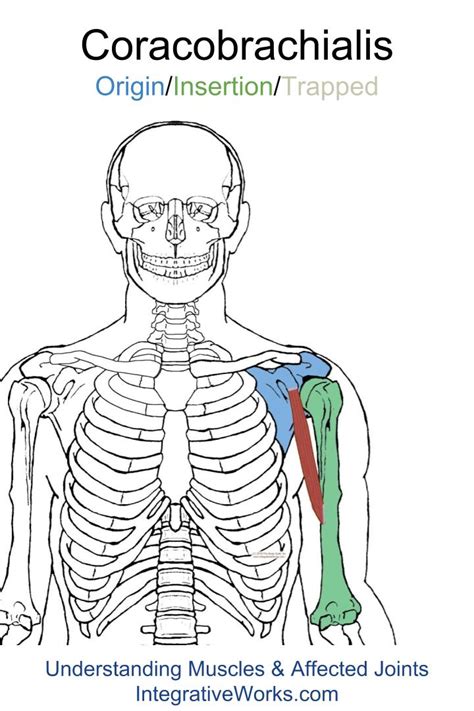 Coracobrachialis – Functional Anatomy | | Integrative Works