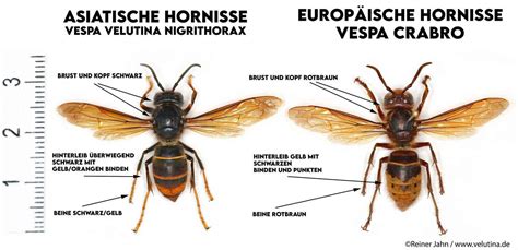 Hornisse Vespa velutina var. nigrithorax - Imkerei Hablützel