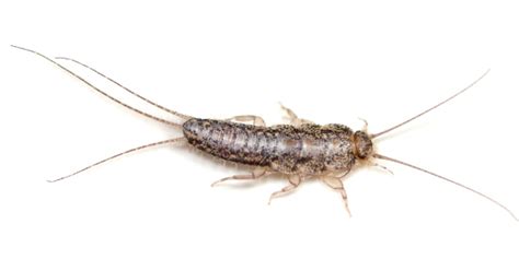 Silverfish Pest Control | Wisconsin & Michigan | MasterGuard Pest Control