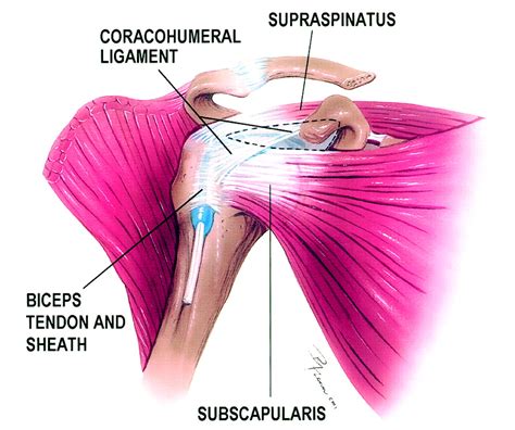 Rotator Cuff Interval Anatomy