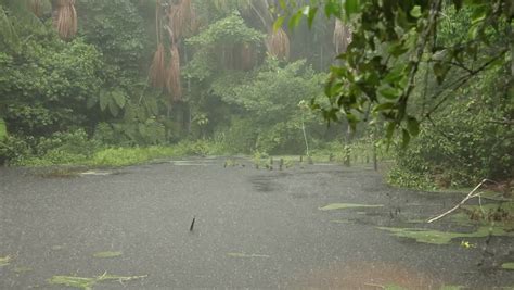 Video Clip Of Heavy Rainfall In The Jungle Of The Amazon Basin. Iquitos, Peru. Stock Footage ...