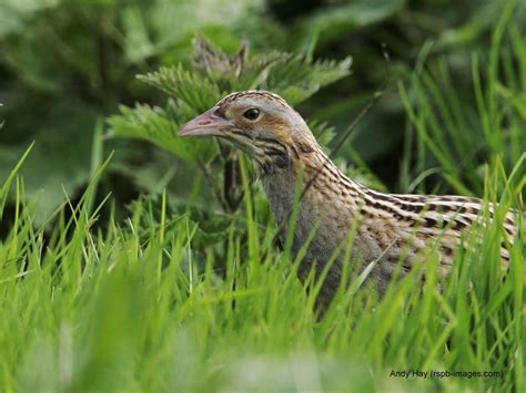 nibirds: Corncrake makes its north coast comeback!