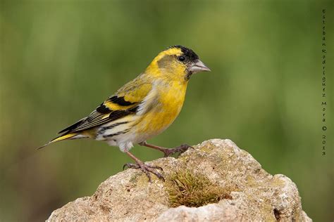 Carduelis spinus | Uccelli