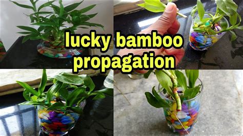 How to propagate lucky bamboo through cuttings - YouTube