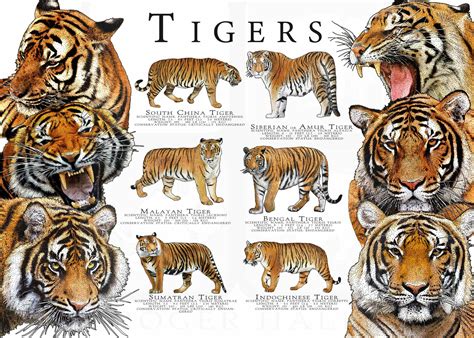 Tiger Subspecies Comparison