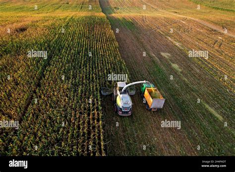 Forage harvester on maize cutting for silage in field. Harvesting ...