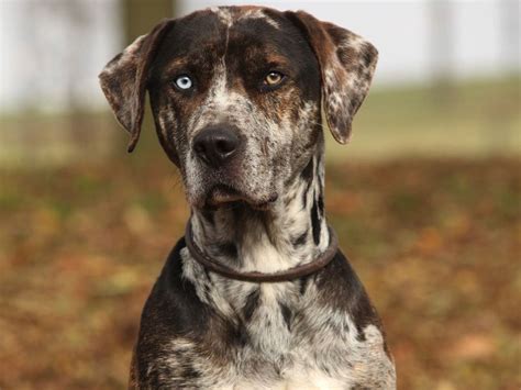 Declared the state dog of Louisiana in 1979, the Catahoula Leopard Dog is str… | Louisiana ...