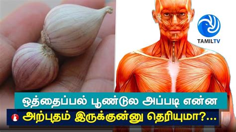 Top 5 Health Benefits of Himalayan Single Clove Garlic - Tamil TV - YouTube