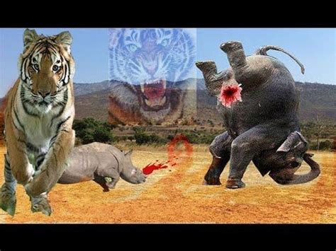 When Animals Attack - Tiger vs Elephant - Crazy Animal Attack Dangerous