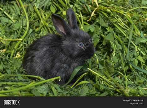 Black Baby Bunnies